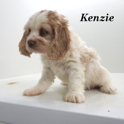 puppy, for, sale, Cocker Spaniel, Joe & Cherri  Overlease, dog, breeder, Miller, MO, dog-breeder, puppy-for-sale, forsale, nearby, find, puppyfind, locator, puppylocator, aca